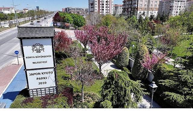 Sakuralar İçin Japonya'ya Gitmenize Gerek Yok; Konya'da Sakura Mevsimi Başladı