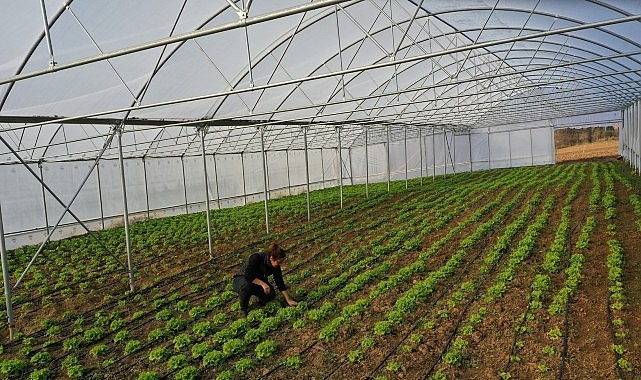 Kocaeli'de seracılık, Büyükşehir'le yaygınlaşıyor
