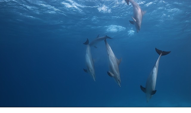 'Kızıldeniz: Yaşamın Büyülü Bahçesi',   14 Haziran Pazar Saat 20.00'de  National Geographic WILD Ekranlarında İzleyicilerle Buluşuyor!