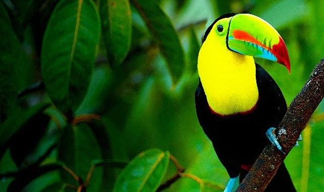 'Vahşi Kosta Rika',   2 Ağustos Pazar Saat 21.00'de İzleyicileri  National Geographic WILD Ekranlarında Büyüleyici Bir Yolculuğa Çıkarıyor!