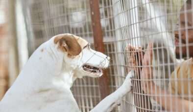 Köpek Sahiplendirme ve Sahiplenme: Sadakatin Paylaşıldığı Yolculuk