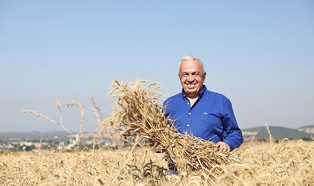 Nilüfer’de yerel tohumdan üretilen buğday hasadı başladı